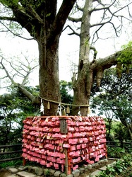 江ノ島江島神社の恋結び・縁結び絵馬