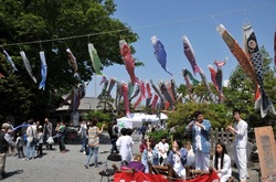 白旗神社@藤沢の牛若祭りの鯉のぼり