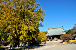 遊行寺＠藤沢の大銀杏（オオイチョウ）と紅葉