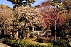 藤沢の梅花散策常立寺の枝垂れ梅