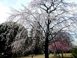 藤沢市民会館のしだれ桜