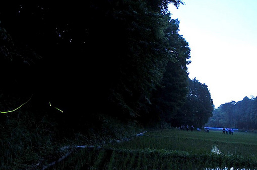 石川丸山八戸ほたるの里＠藤沢でホタル（ゲンジボタル）の撮影