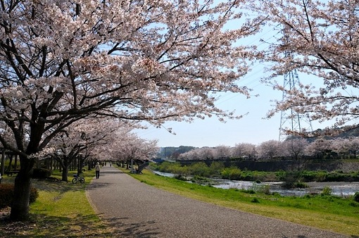 引地川親水公園@藤沢市大庭の川沿いの桜並木