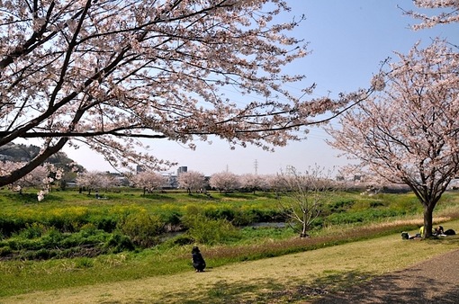 引地川親水公園@藤沢市大庭の川沿いの桜並木