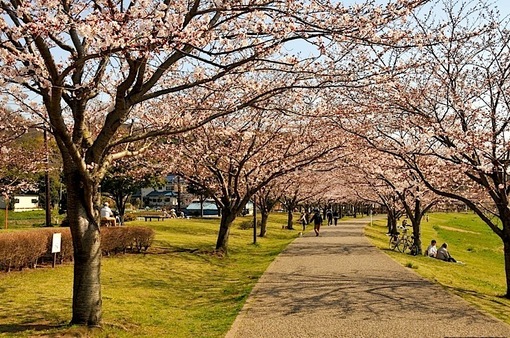 引地川親水公園＠藤沢市大庭の桜並木