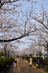 鎌倉段葛の桜が満開