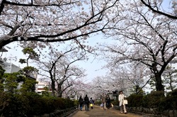 鎌倉段葛の桜が満開