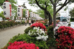 鎌倉段葛のツツジと葉桜のトンネル