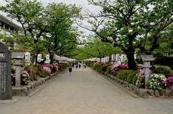 鎌倉段葛のツツジと葉桜のトンネル