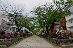 鎌倉段葛のツツジと葉桜のトンネル
