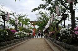 鎌倉段葛のツツジと葉桜のトンネル