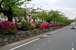 鎌倉段葛のツツジと葉桜のトンネル