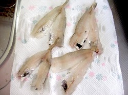 鎌倉材木座の上ノ山ボートでキス釣り