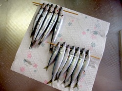 鎌倉材木座の上ノ山ボートでキス釣り