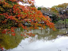 鎌倉の紅葉スポット鶴岡八幡宮の源氏池