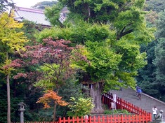 鎌倉の紅葉スポット鶴岡八幡宮の大銀杏
