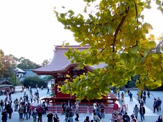 鎌倉の紅葉スポット鶴岡八幡宮の大銀杏と舞殿