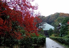 鎌倉の紅葉スポット浄妙寺