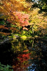 鎌倉紅葉散策鶴岡八幡宮の柳原神池のモミジ