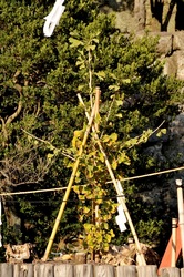 鎌倉紅葉散策鶴岡八幡宮の大銀杏のひこばえ