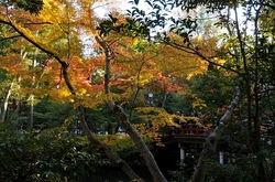 鎌倉紅葉散策の柳原神池のモミジ