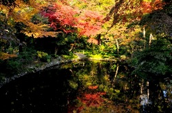 鎌倉紅葉散策の柳原神池のモミジ