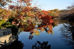 鎌倉紅葉散策の源平池のモミジ
