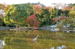 鎌倉紅葉散策鶴岡八幡宮の源平池