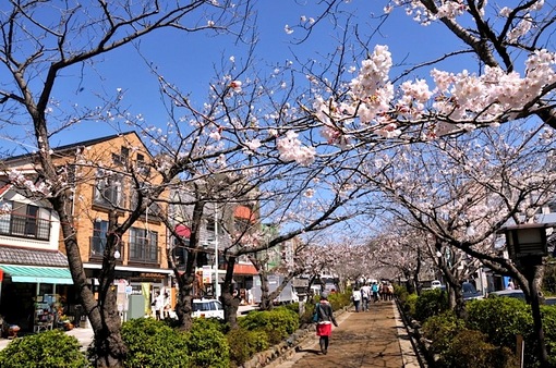 鎌倉段葛の桜並木は5〜6分咲き