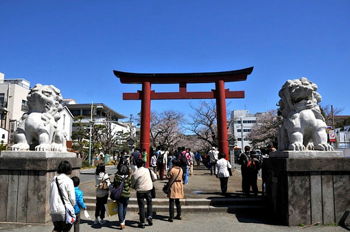 鎌倉段葛の桜並木は5〜6分咲き