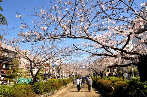 鎌倉段葛の桜並木は5〜6分咲き