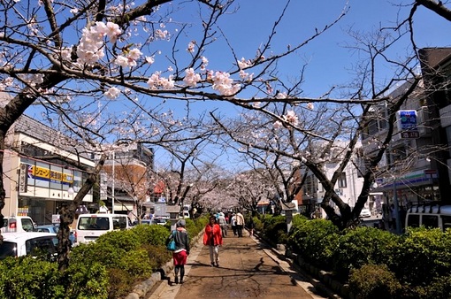 鎌倉段葛の桜並木は5〜6分咲き
