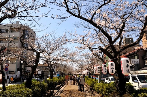 鎌倉段葛の桜並木は5〜6分咲き