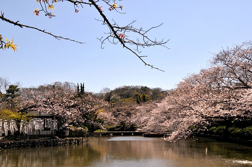 鎌倉鶴岡八幡宮源平池の桜