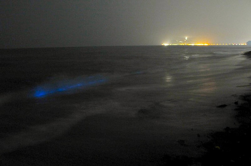 湘南鎌倉の七里ガ浜の海から見た夜光虫2014