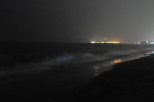湘南鎌倉の七里ガ浜の海から見た夜光虫2014