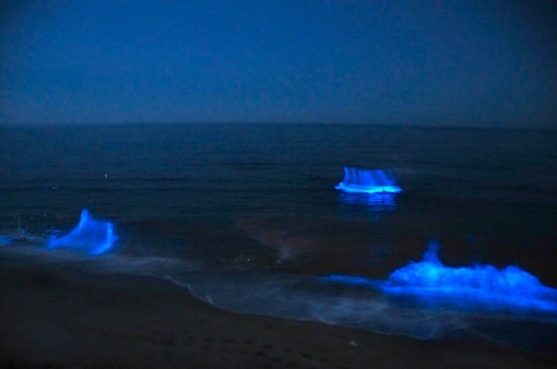 2015年のゴールデンウイークは七里ガ浜で夜光虫がスゴい！
