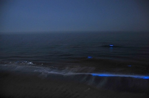 2015年のゴールデンウイークは七里ガ浜で夜光虫がスゴい！