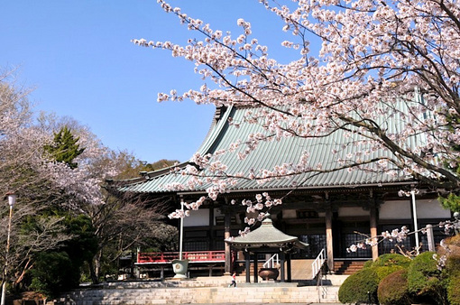 藤沢桜花チェック2014遊行寺(清浄光寺)の本堂前