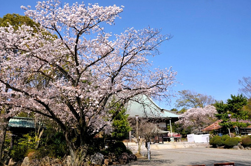 藤沢桜花チェック2014遊行寺(清浄光寺)の本堂前