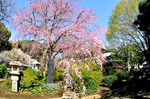 藤沢桜花チェック2014遊行寺(清浄光寺)の放生池の枝垂れ桜