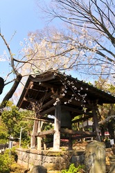 藤沢桜花チェック2014遊行寺(清浄光寺)の鐘楼前