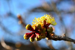 鎌倉瑞泉寺の黄梅