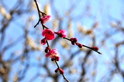 鎌倉瑞泉寺の梅花
