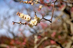鎌倉瑞泉寺の梅花