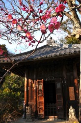 鎌倉瑞泉寺の梅花