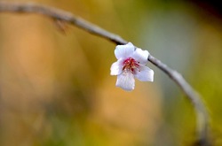 鎌倉瑞泉寺の寒桜