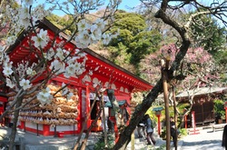 鎌倉荏柄天神社の梅花