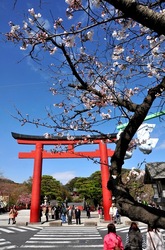 鎌倉段葛の三の鳥居