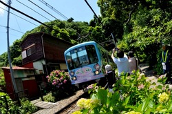 鎌倉の御霊神社の紫陽花と江ノ電